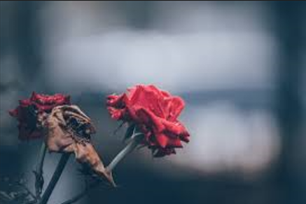 更年期障礙 - 士林承新中醫診所