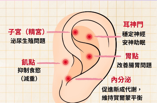 「耳穴」身體縮影的地圖